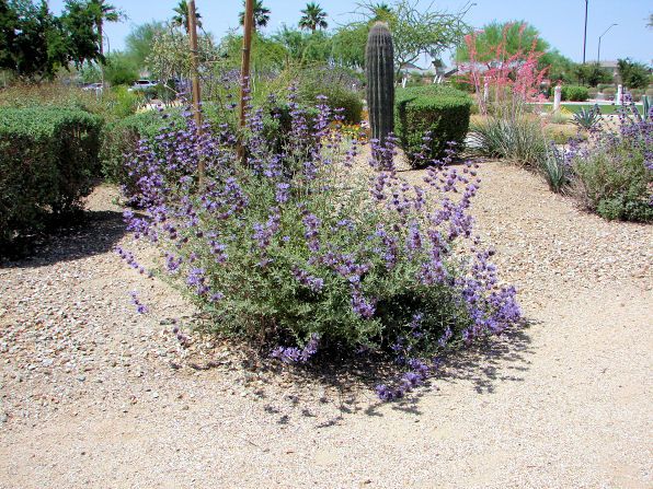 Chaparral Sage