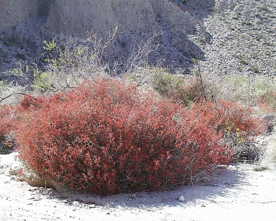 Chuparosa