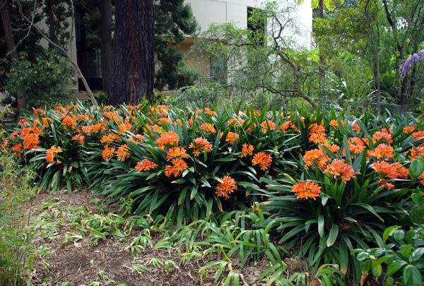 Clivia Lily