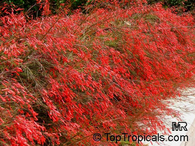 Coral Fountain Grass