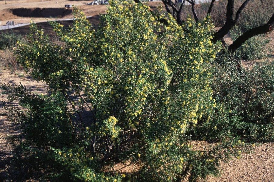 Creosote Bush