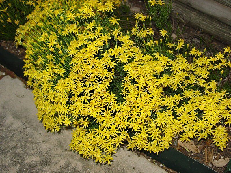 Damianita Daisy