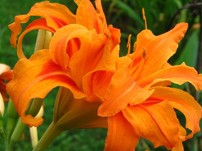 Daylily