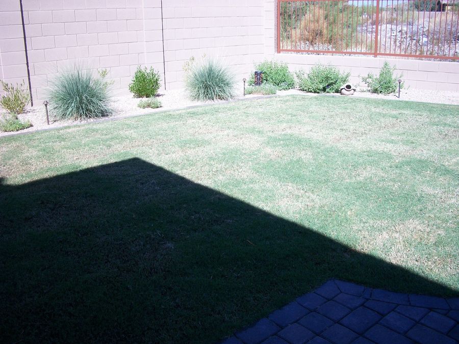 Deer Grass