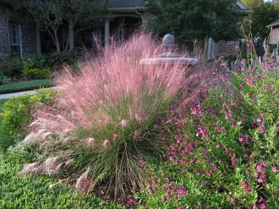 Deer Grass – ‘Regal Mist’
