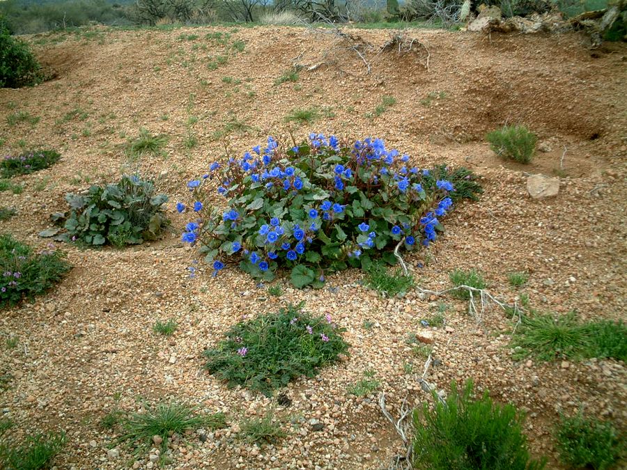Desert Bluebell