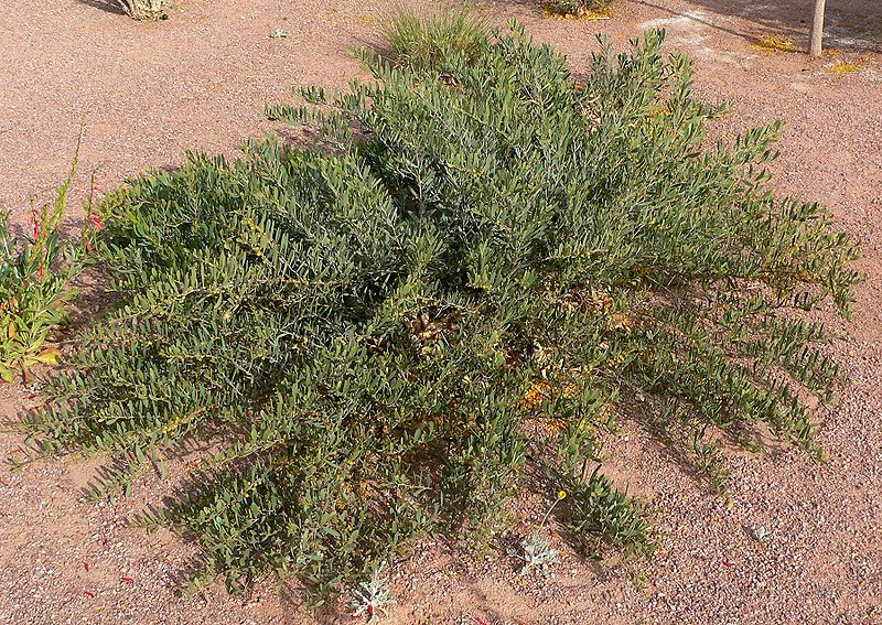 Desert Carpet Acacia
