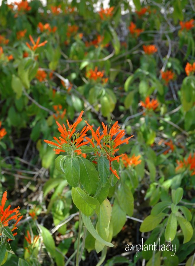 Desert Honeysuckle
