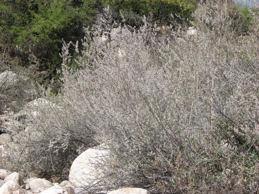 Desert Lavender