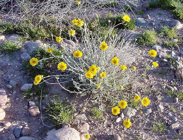 Desert Marigold
