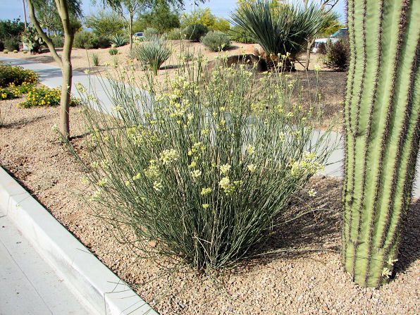 Desert Milkweed