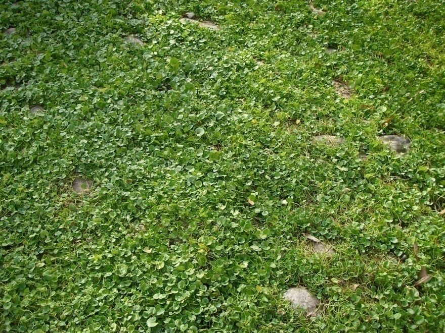 Dichondra