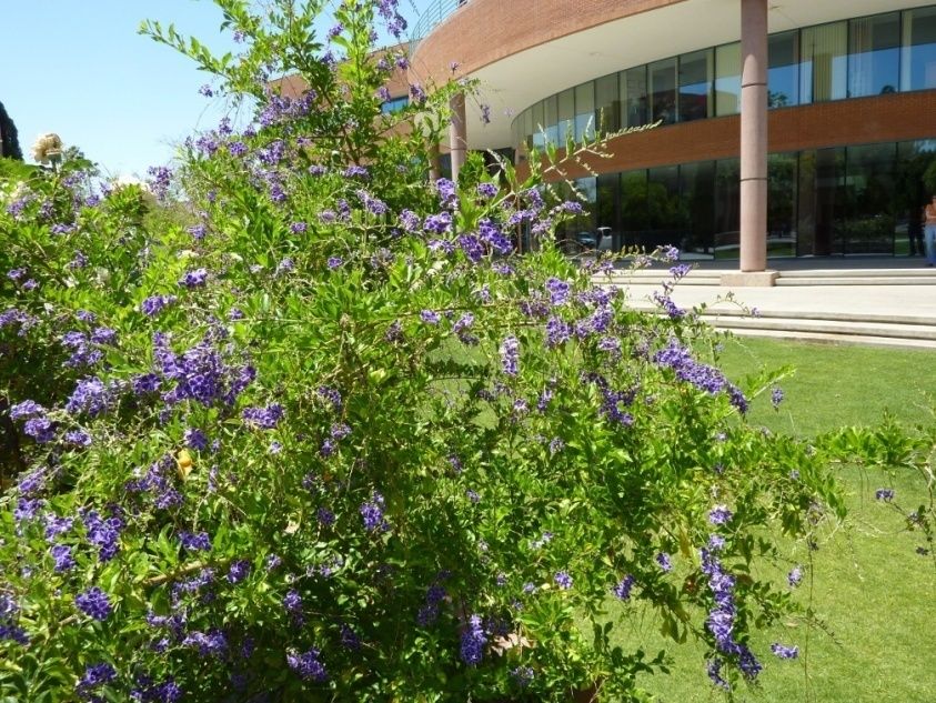 Duranta