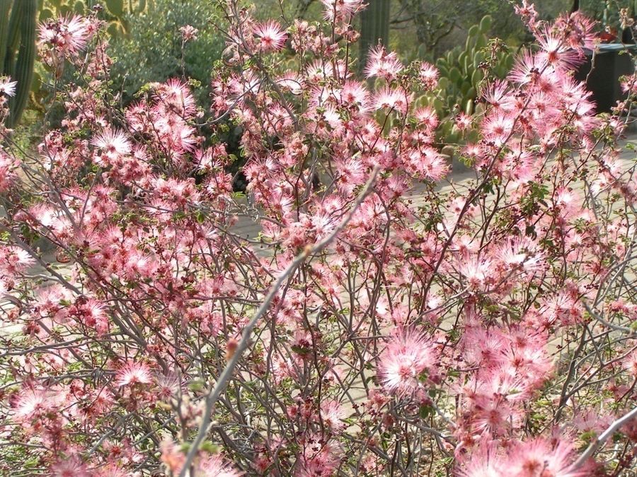 Fairy Duster – Pink