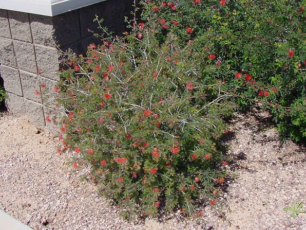 Fairy Duster – Red