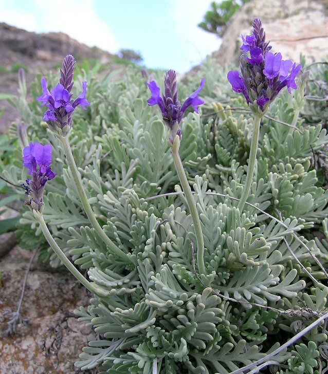 Fern Leaf Lavender