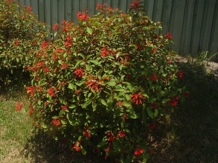 Firebush