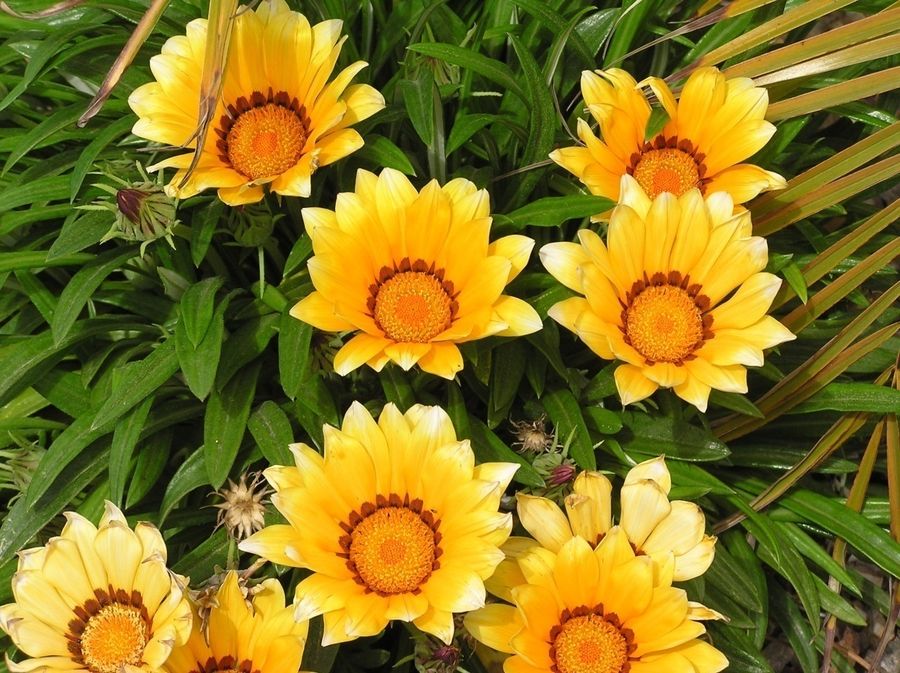 Gazania