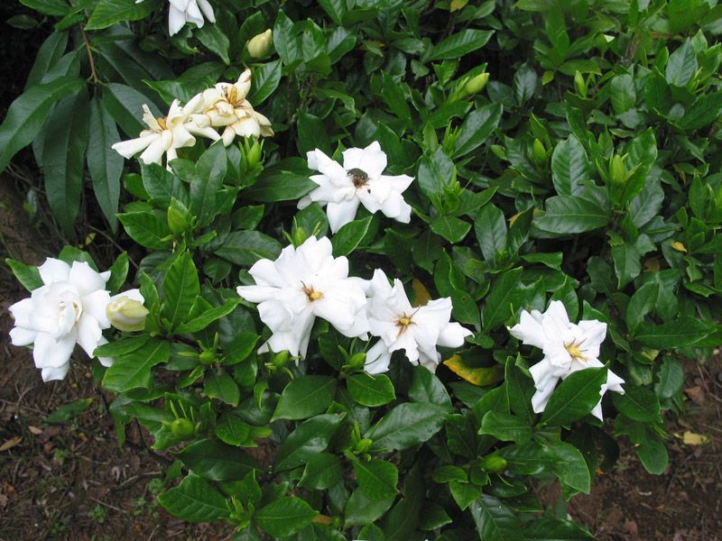 Gardenia