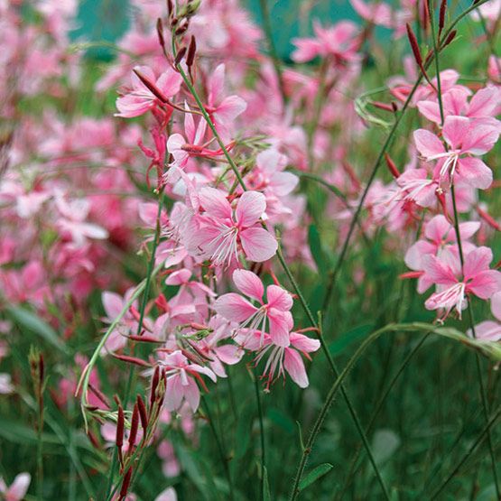 Gaura