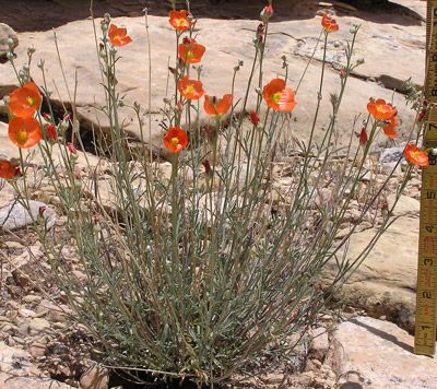 Globe Mallow