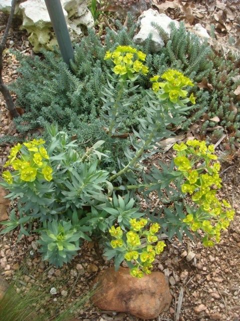 Gopher Plant