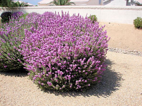 Green Cloud Sage