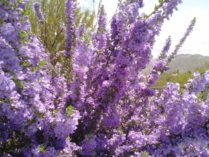 Chihuahuan Sage