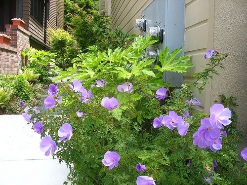 Hibiscus - Blue