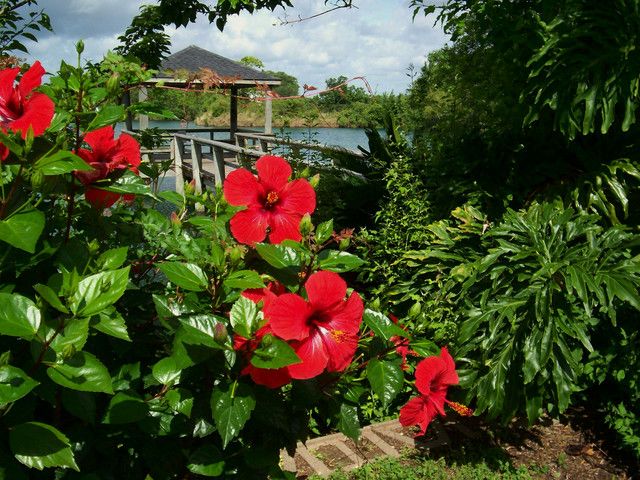 Hibiscus – Red