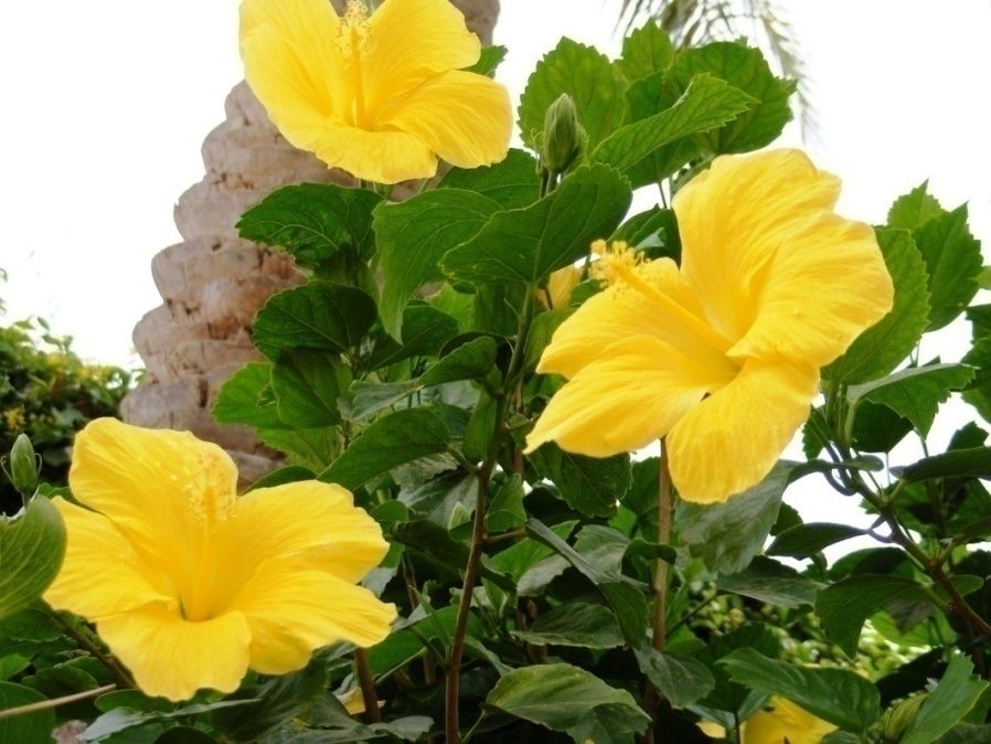 Hibiscus – Yellow
