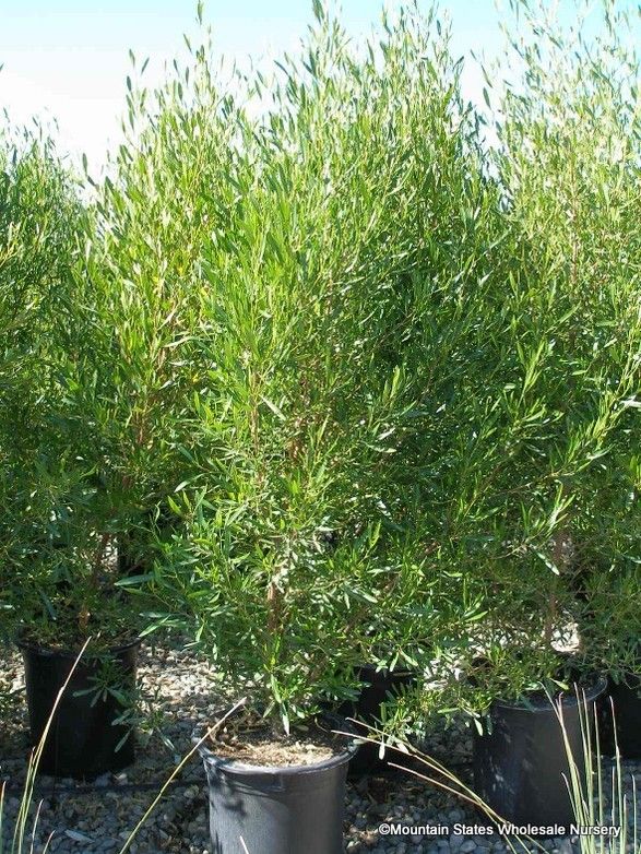 Hopseed Bush – Green