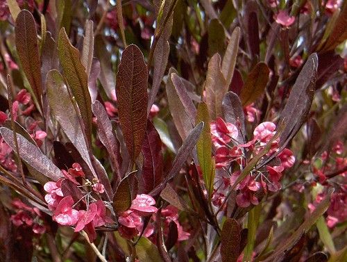 Hopseed Bush – Purple