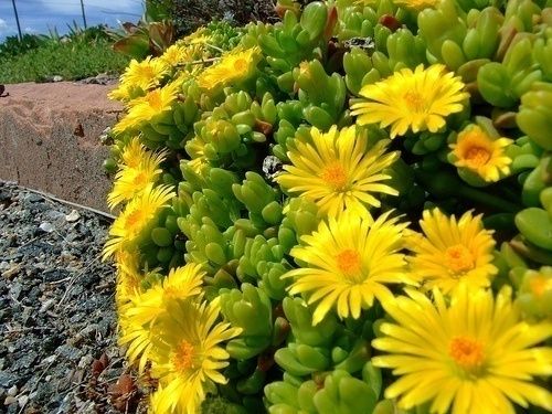 Ice Plant – “Rocky Point”