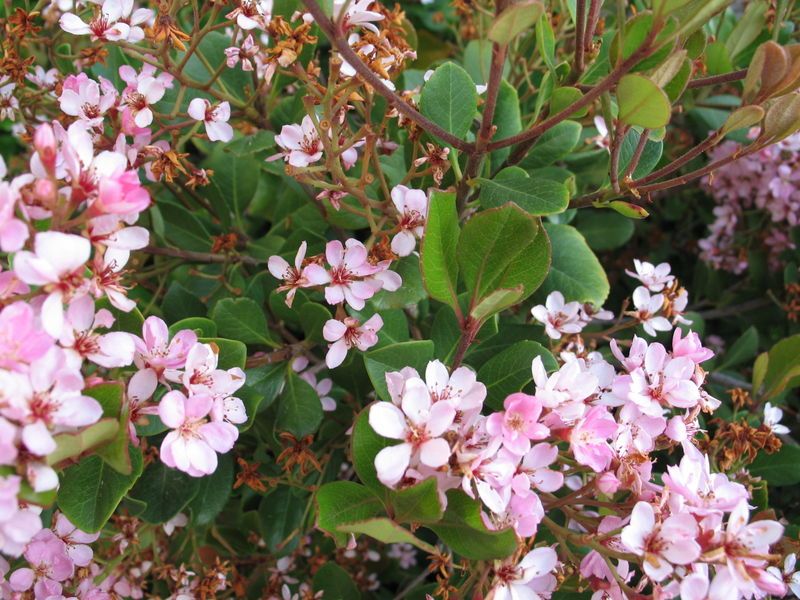 Indian Hawthorne