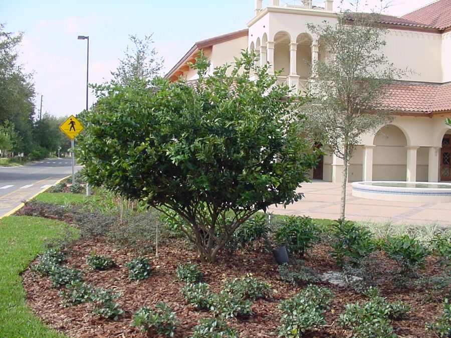 Japanese Privet