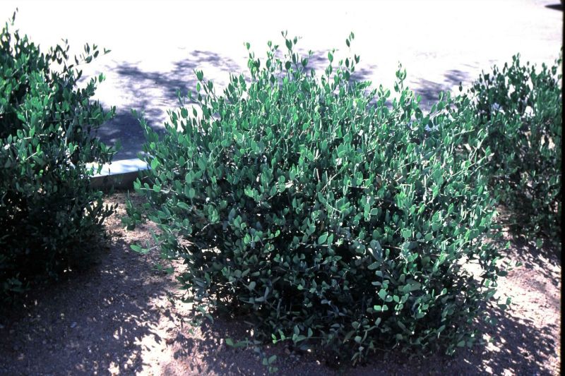 Jojoba