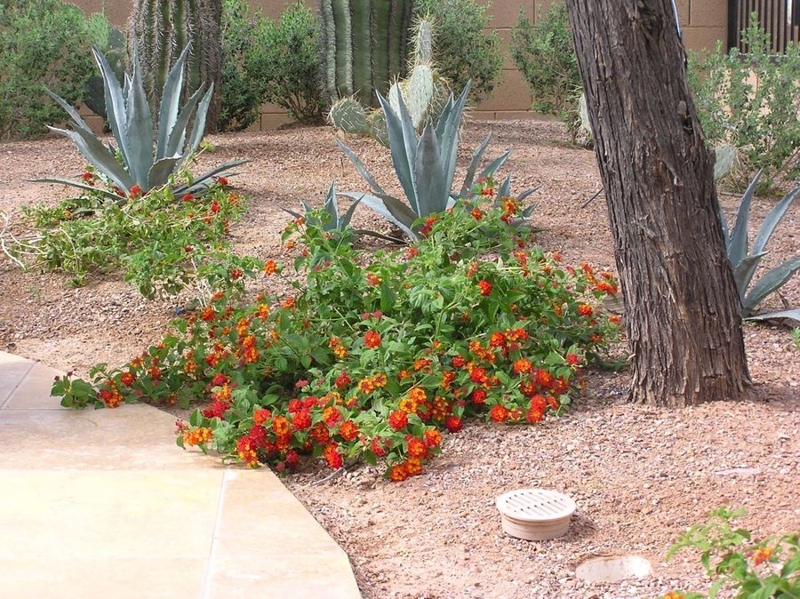 Lantana – ‘Dallas Red’