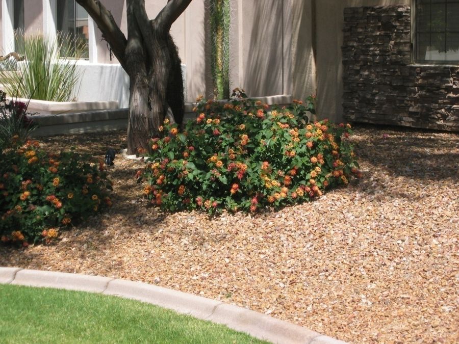 Lantana – ‘Irene’