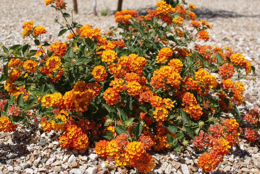 Lantana – ‘Radiation’