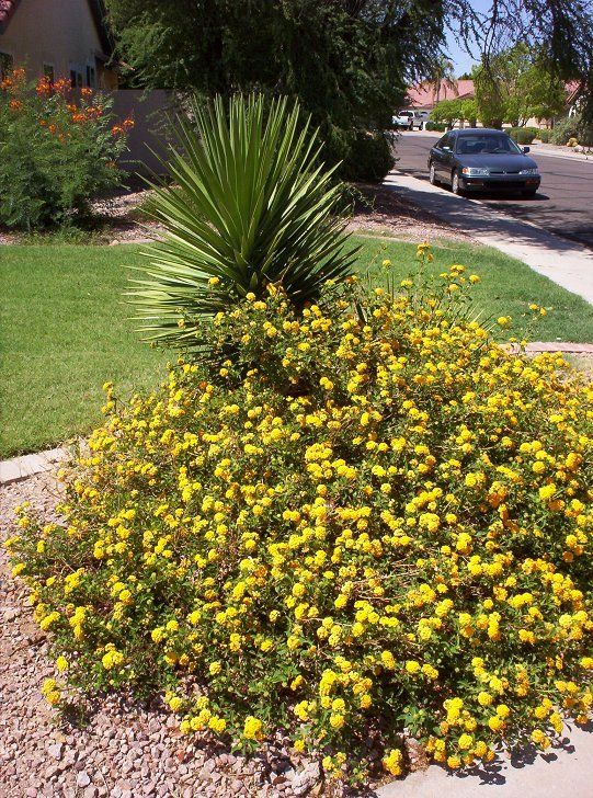 Lantana – New Gold