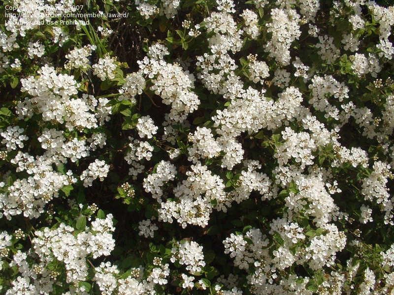 Lantana – Trailing White
