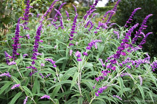 Mexican Bush Sage