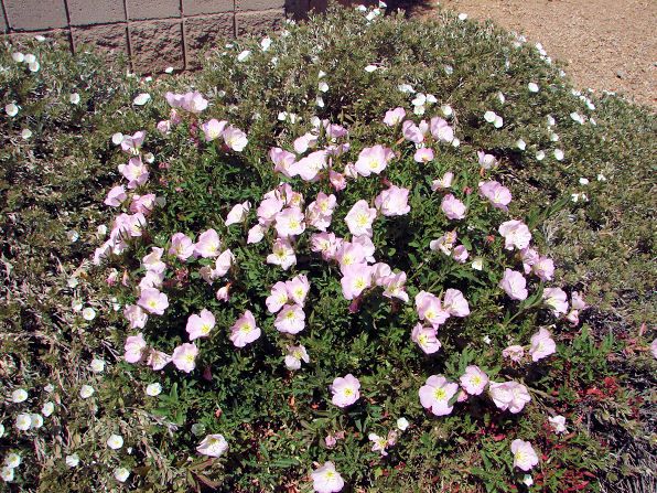 Mexican Evening Primrose