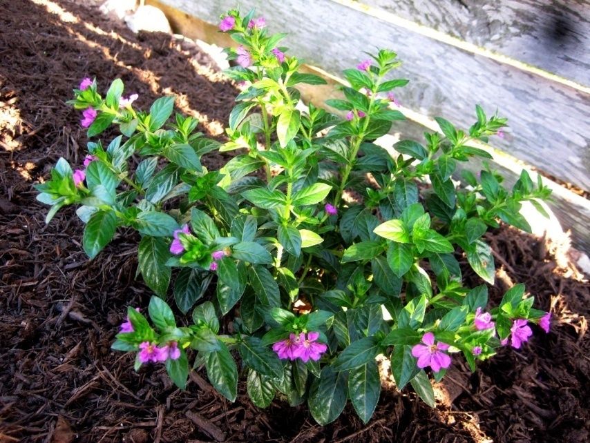 Mexican False Heather