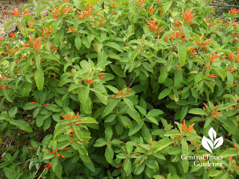 Mexican Honeysuckle