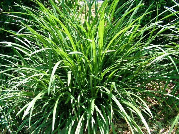 Mondo Grass / Liriope / Lily Turf
