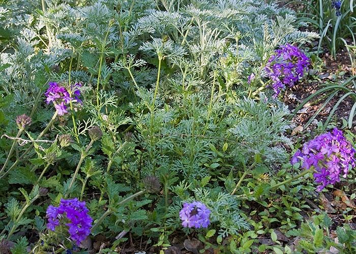 Moss Verbena