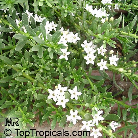 Dwarf Myoporum