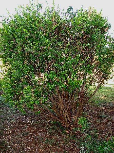 Myrtle – Classic